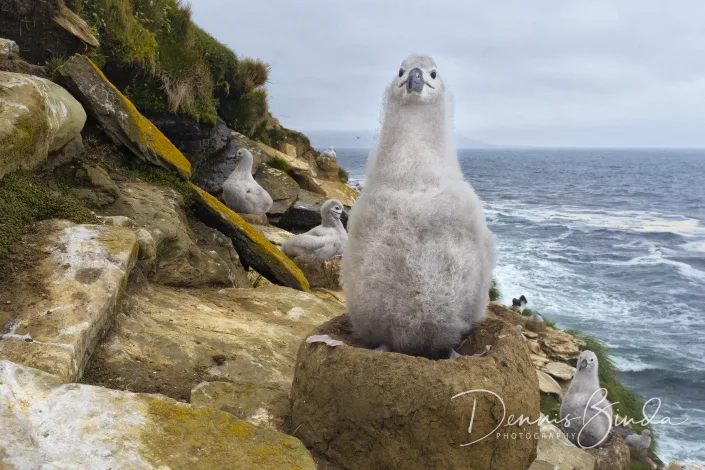 Black-browed Albatross Chick- Wenkbrouwalbatros