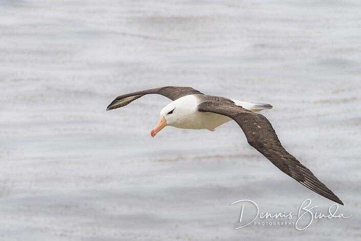 Black-browed Albatross - Wenkbrouwalbatros On the fly-by