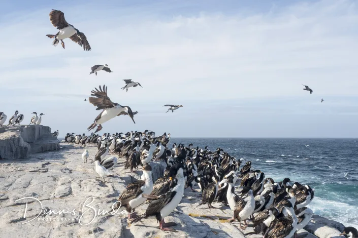 Imperial Cormorant - Keizeraalscholver - Leucocarbo atriceps