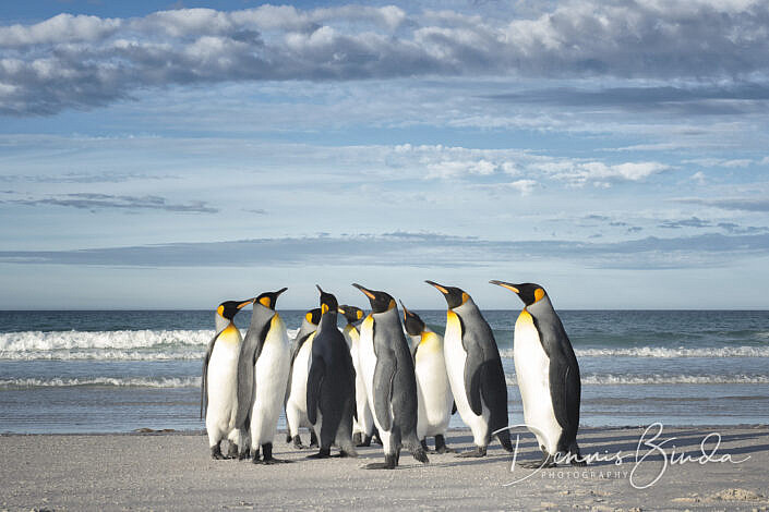 King Penguin group - Koningspinguïn