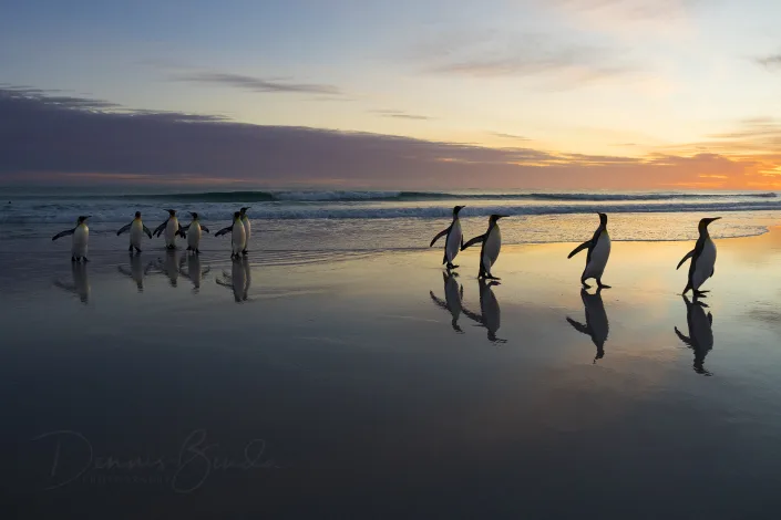 King Penguin - Koningspinguïn - Aptenodytes patagonicus