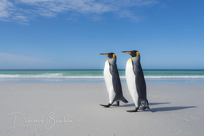 King Penguin - Koningspinguïn Beach Stroll