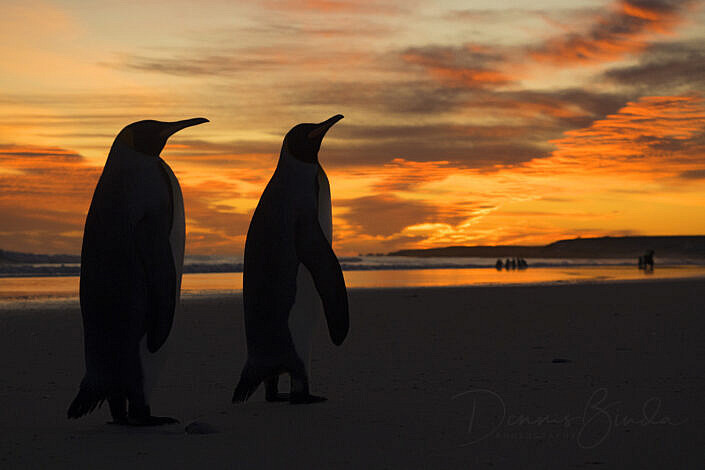 King Penguins - Koningspinguïns at sunrise