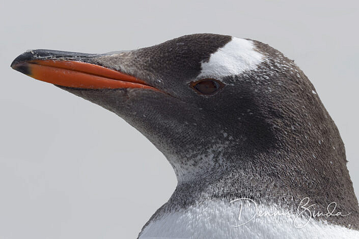 Portrait of a Gentoo Penguin - Ezelspinguïn