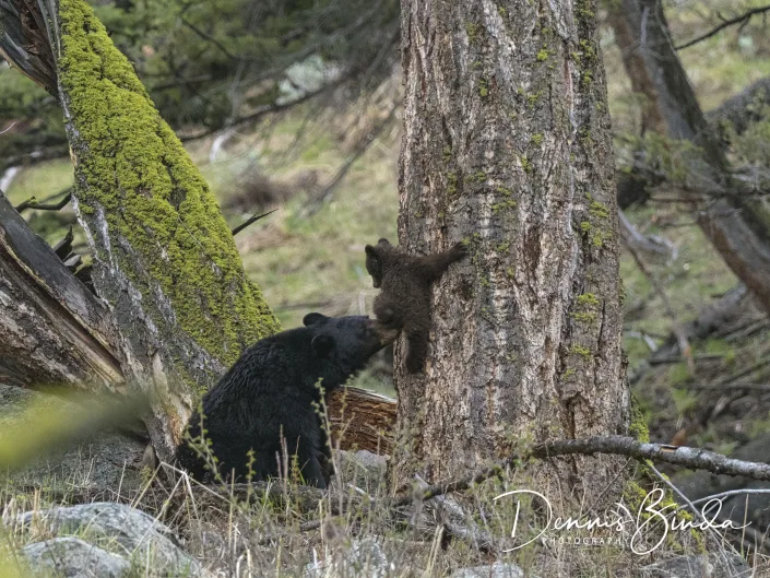 Black bear and cub