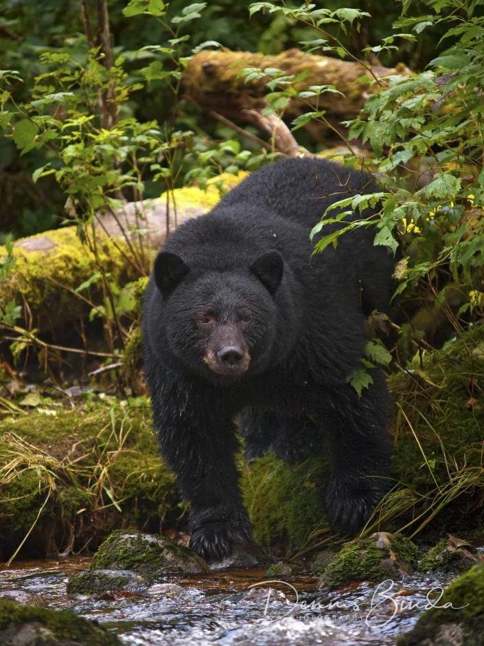 Black bear near water