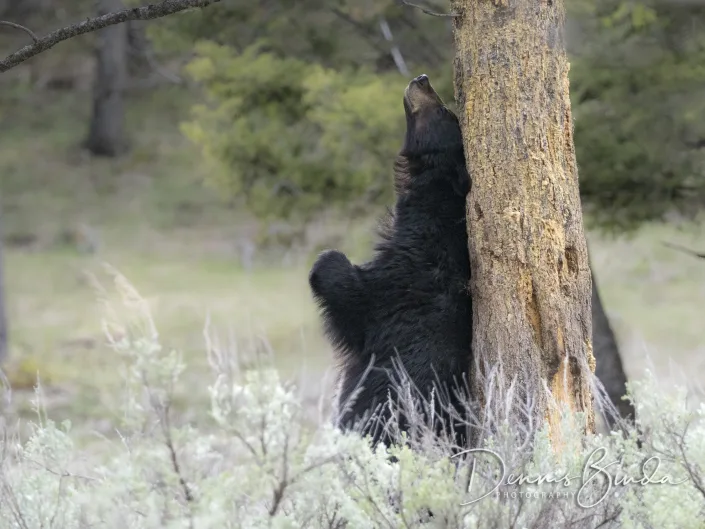 Black bear rubbing his back
