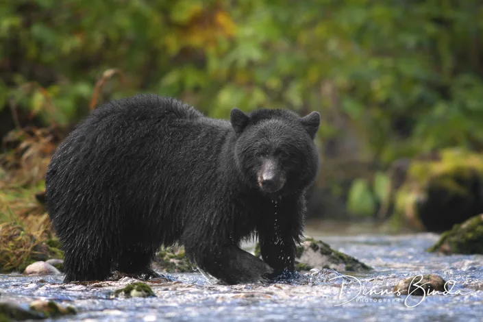 Black Bear, Zwarte Beer fishing