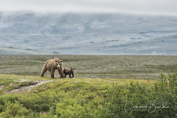 Grizzly Bear and cubs