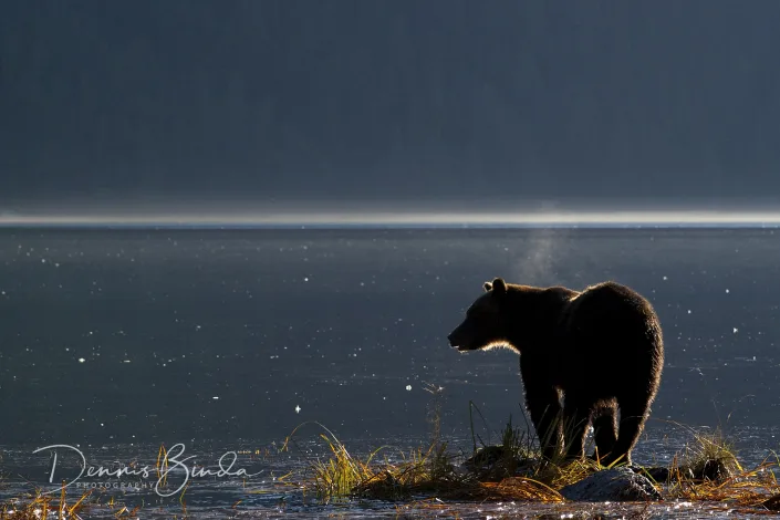 Grizzly Bear in Evening light