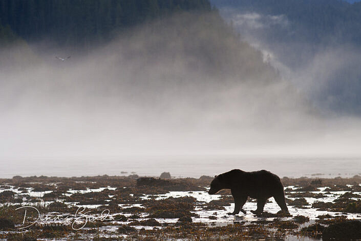 Grizzly Bear in twilight