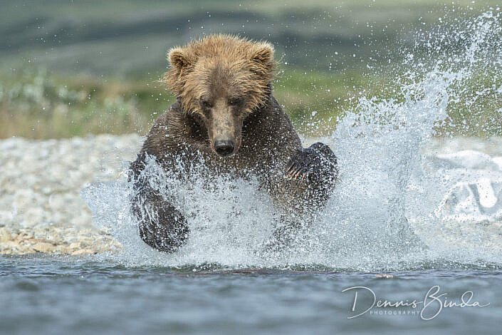 Grizzly Bear jumping in water