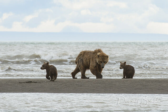 Grizzly bear mom and cubs at the beach