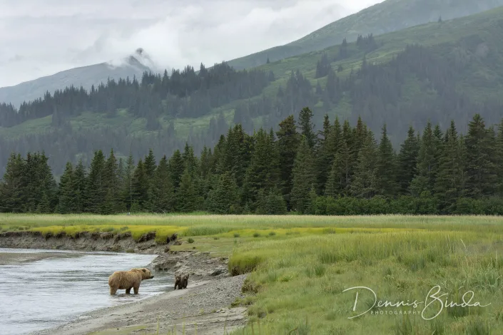 Grizzly Bear mom and cubs by the riverside