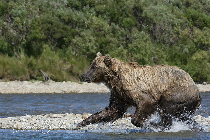 Grizzly Bear running through water