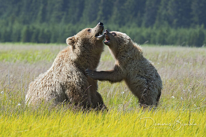 Grizzly Bear Saw and Cub playing