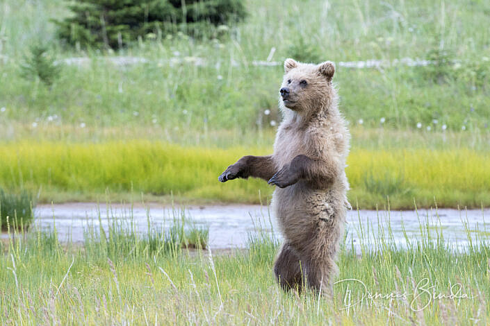 Grizzly Bear standing upright