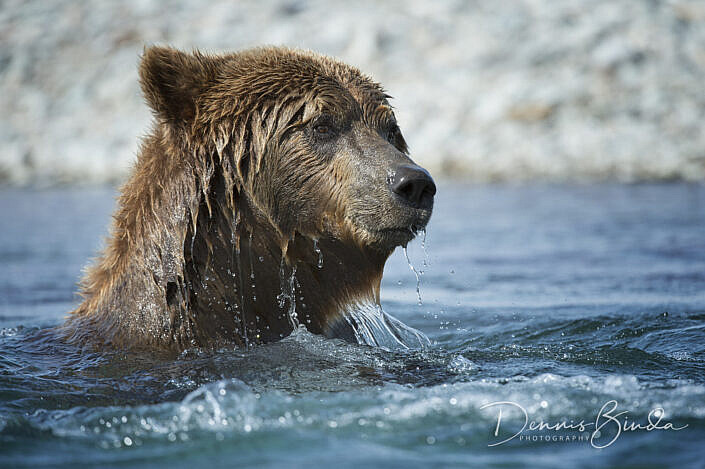 Grizzly Bear Surfacing