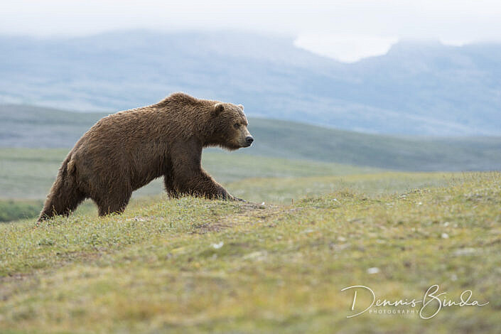 Grizzly Bear walking