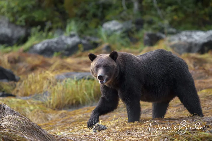 Grizzly Bear walking on grass