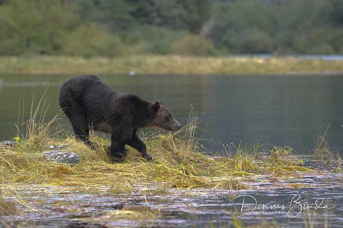 Grizzly bear walking on grass and water