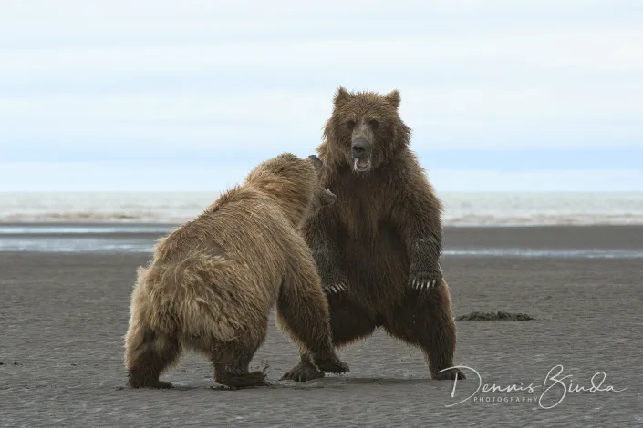 Grizzly Bears ready to fight