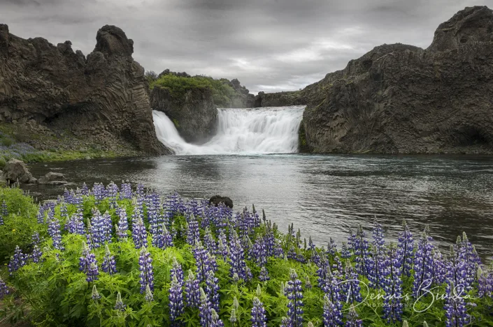 Hjallparfoss Waterfall and Lupine