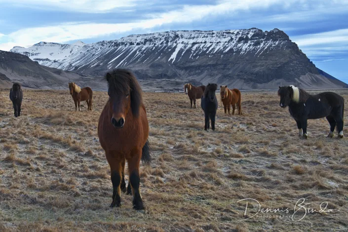 Icelandic Horses