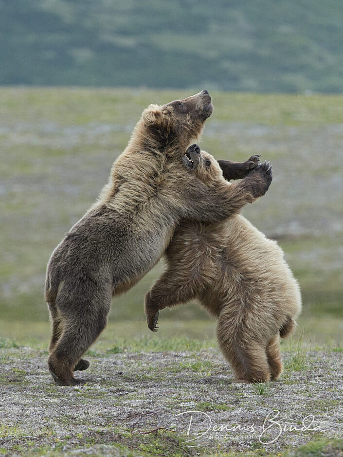 Juvenile Grizzly Bears Sparring