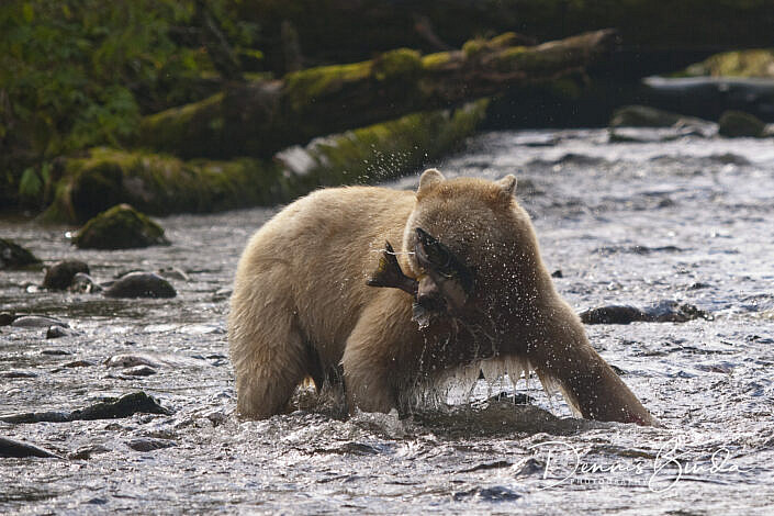 Kermode Bear, Spirit Bear, catching salmon