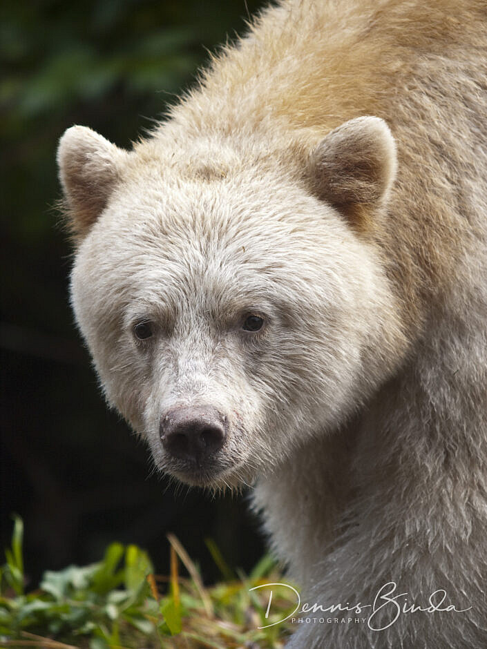 Kermode Bear, Spirit Bear portrait