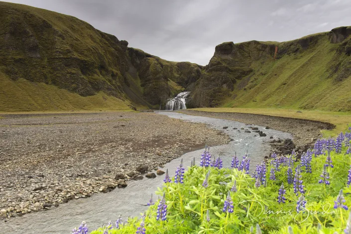 Lupine and Waterfall