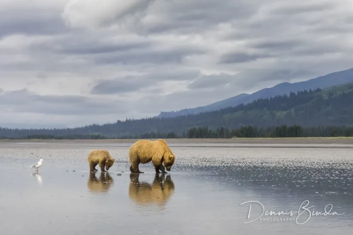 Mother bear and cup clamming