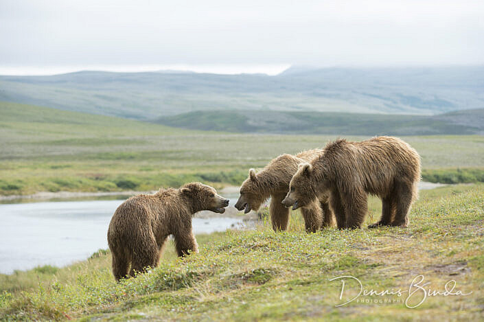 three Grizzly Bears near water