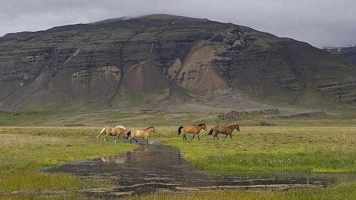 IJslandse paard