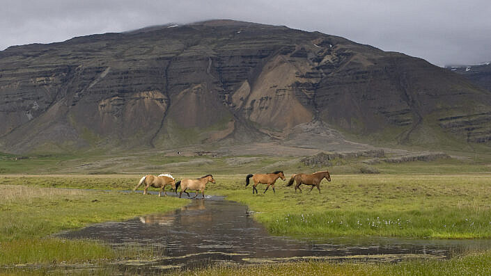 IJslandse paard, Icelandic Horses