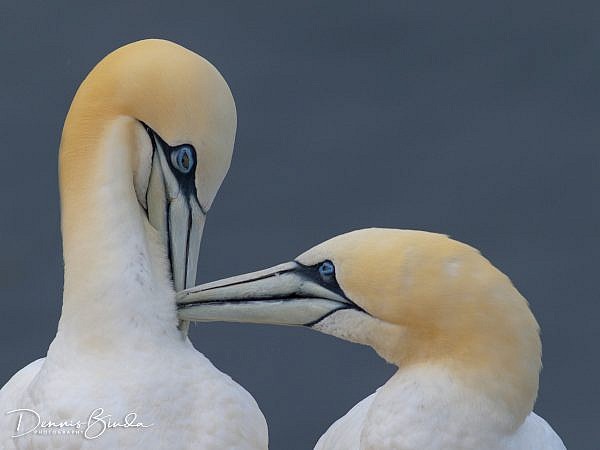 The northern gannet (Morus bassanus) is a seabird and the largest member of the gannet family, Sulidae. It breeds along the seashores but spends most of its life at sea. They are spectacular high-speed divers. Flocks engage in spectacular bouts of plunge-diving for fish, with hundreds of birds diving into the ocean from heights of up to 40 meters (130 feet). In Europe,the Bass Rock in the Firth of Forth, holds the world's largest colony of northern gannets.