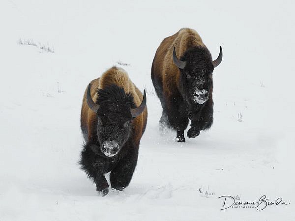 Though bison once roamed across much of North America, today they are “ecologically extinct” as a wild species throughout most of their historic range, except for a few national parks and other small wildlife areas. Yellowstone National Park has the l