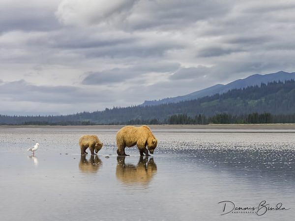 Lake Clark 2014, Brown Bears, Alaska Homestead Lodge, STL Workshop, Charles Glatzer