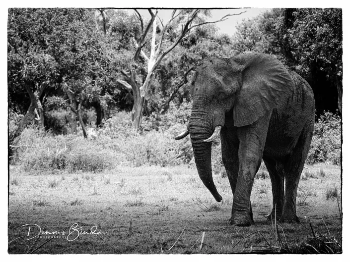 African Bush Elephant Strolling