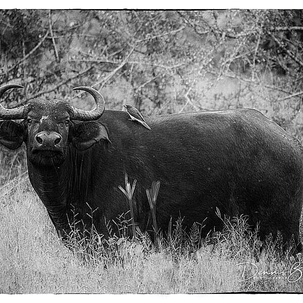 African Cape Buffalo And Oxpecker