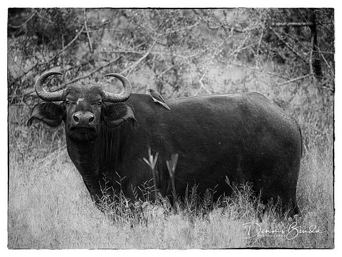 African Cape Buffalo And Oxpecker