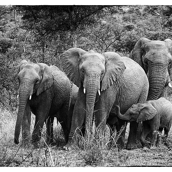 African Savanna Elephant Family