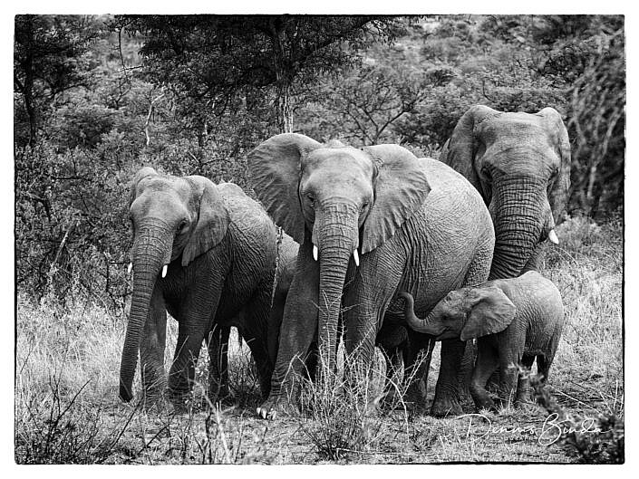 African Savanna Elephant Family
