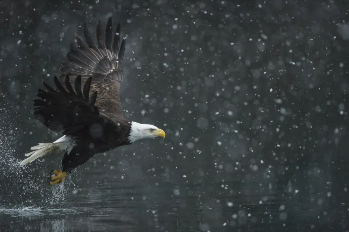 Bald eagle catching fish - Amerikaanse zeearend - Haliaeetus leucocephalus