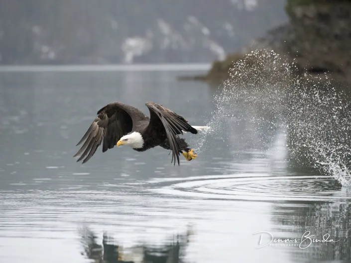 Bald eagle with fish - Amerikaanse zeearend - Haliaeetus leucocephalus