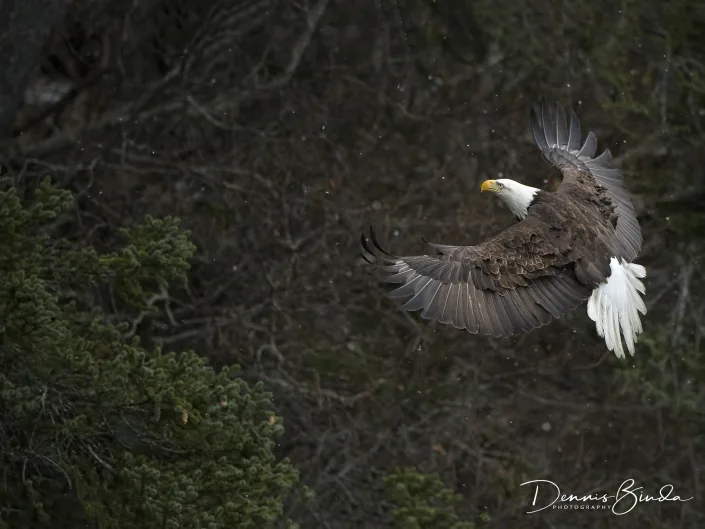 Bald eagle and pine trees - Amerikaanse zeearend - Haliaeetus leucocephalus