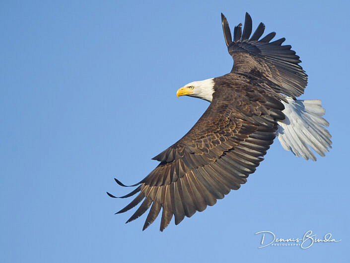 Bald eagle flying against blue sky - Amerikaanse zeearend - Haliaeetus leucocephalus
