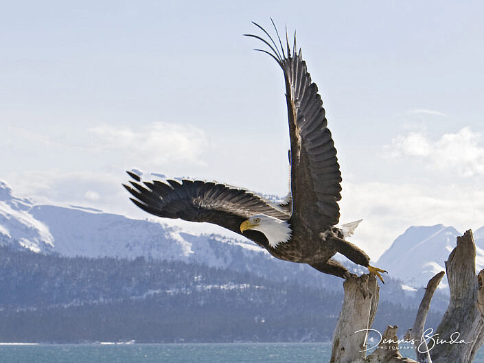 Bald eagle lift off - Amerikaanse zeearend - Haliaeetus leucocephalus