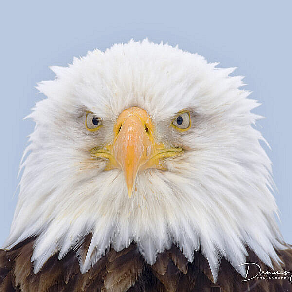 Bald eagle portrait - Amerikaanse zeearend - Haliaeetus leucocephalus